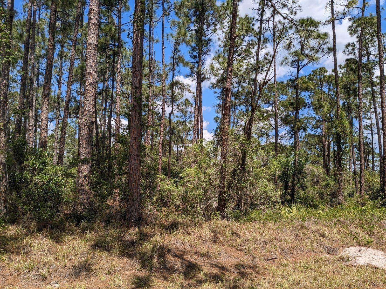 430 Apple Blossom Avenue, Lake Placid, FL 33852 — zdjęcie 4