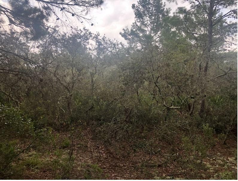 0 Alturas Babson Park Cutoff Road, Lake Wales, FL 33859 — zdjęcie 2