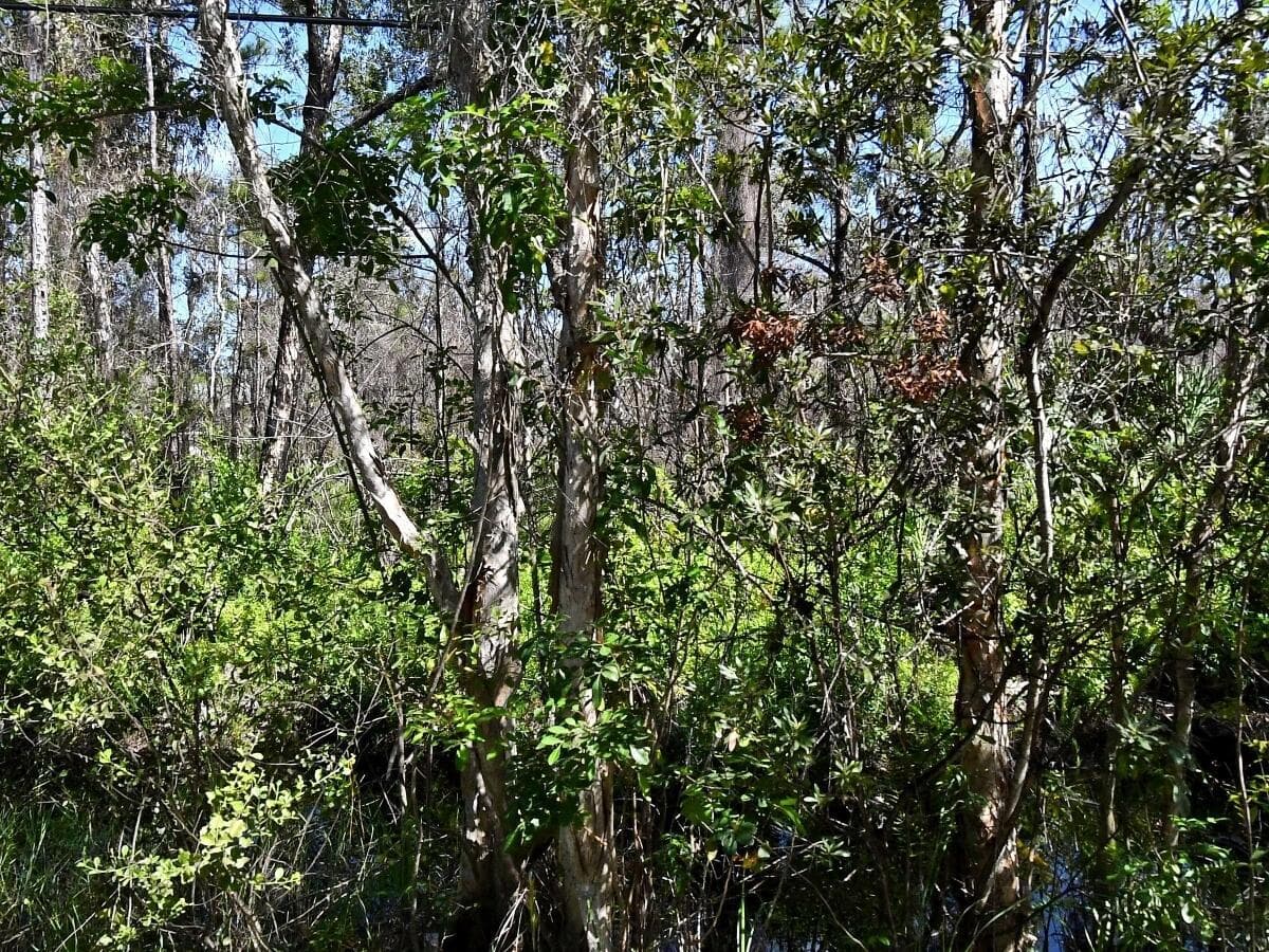 -- Dyer Road, Fort Pierce, FL 34952 — zdjęcie 3