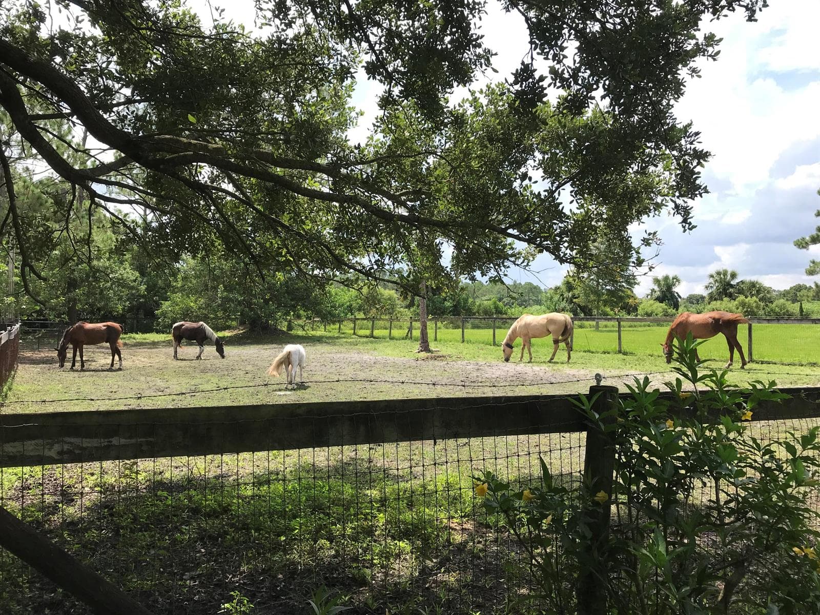 15531 42nd Road N, FL 33470 — zdjęcie 3