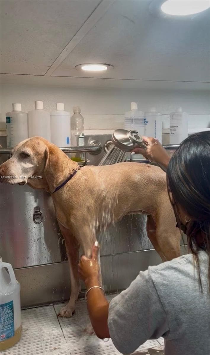 Mobile Pet Grooming, Miami FL 33134 — zdjęcie 2