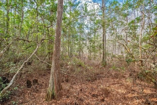 11535 MATTIODA ROAD, GROVELAND, FL 34736 — zdjęcie 3